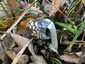 Harkálytintagomba (Coprinopsis picacea), Pilis